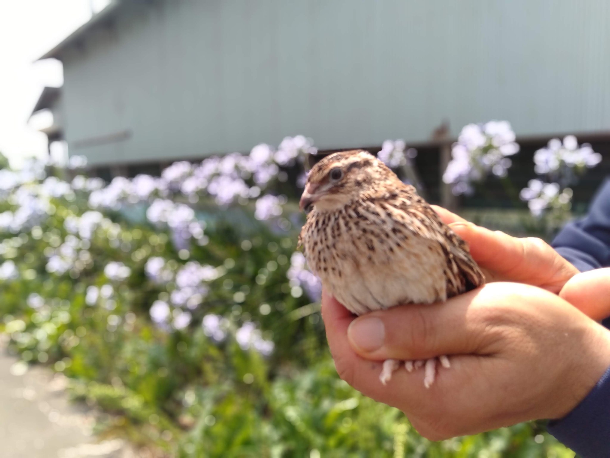 Quail Farming 5